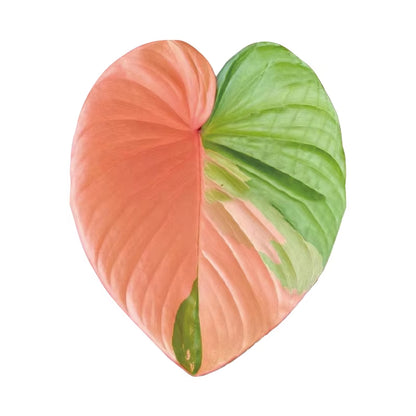 Plant Socket Folding Phone Grip Tok Leaf Acrylic Phone Holder for Iphone  Smartphone Griptok Bracket Finger Stand