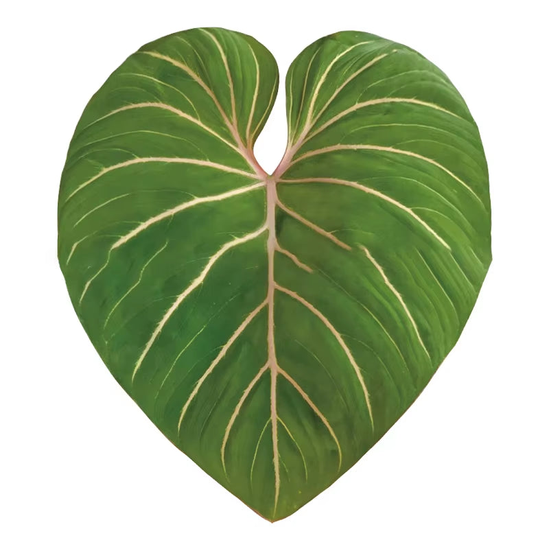 Plant Socket Folding Phone Grip Tok Leaf Acrylic Phone Holder for Iphone  Smartphone Griptok Bracket Finger Stand