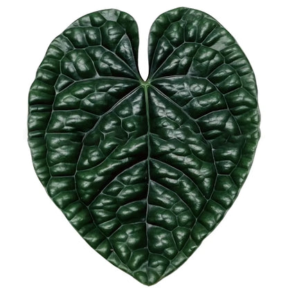 Plant Socket Folding Phone Grip Tok Leaf Acrylic Phone Holder for Iphone  Smartphone Griptok Bracket Finger Stand