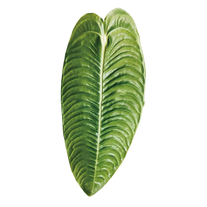 Plant Socket Folding Phone Grip Tok Leaf Acrylic Phone Holder for Iphone  Smartphone Griptok Bracket Finger Stand