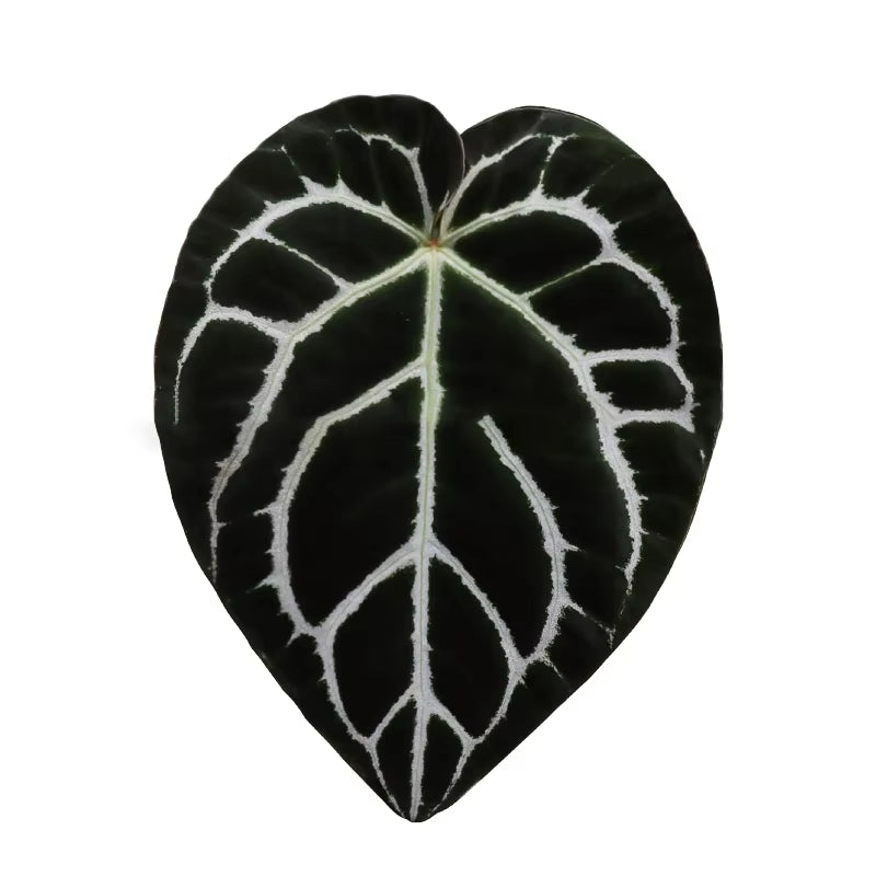 Plant Socket Folding Phone Grip Tok Leaf Acrylic Phone Holder for Iphone  Smartphone Griptok Bracket Finger Stand