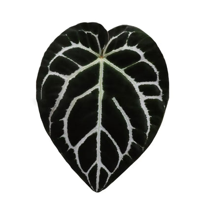 Plant Socket Folding Phone Grip Tok Leaf Acrylic Phone Holder for Iphone  Smartphone Griptok Bracket Finger Stand