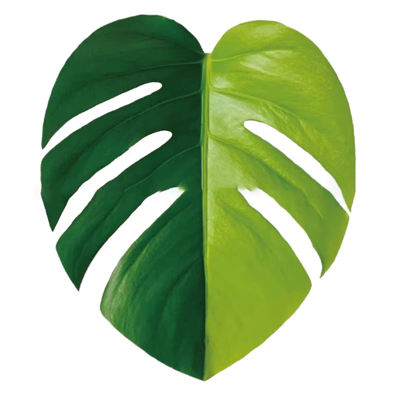 Plant Socket Folding Phone Grip Tok Leaf Acrylic Phone Holder for Iphone  Smartphone Griptok Bracket Finger Stand